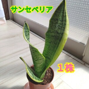 サンセベリア１株☆鉢植え☆サンスベリア☆トラノヲ☆３０cmぐらい☆初心者にもお勧めです◎