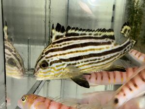 近海 コロダイ幼魚(約15㎝前後）餌爆喰い！入荷稀！プロの生体(四国、九州、沖縄、北海道の地域入札不可）