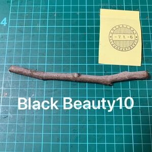 Black Beauty10穂木　 いちじく穂木 イチジク穂木