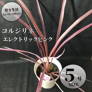 コルジリネ エレクトリックピンク 5号 鉢植え ドライガーデン リゾートガーデン