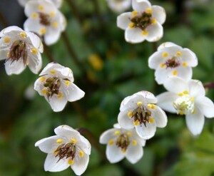 バイカオウレン、2株、開花見込株、早春開花、草丈約５ｃｍ、裸でおくります〇