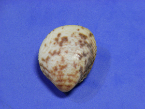 貝の標本 Laevicardium biradiatum 35.1mm.