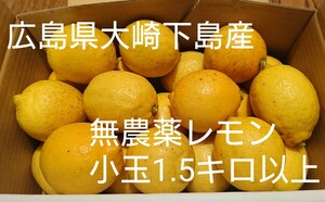 クール便【小玉】酸っぱいだけじゃない！甘味も感じる 農薬不使用レモン1.5キロ