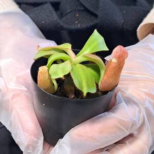 ☆1円スタート☆194 ネペンテス 植物☆Nepenthes veitchii Bario (very big pitcher) x veitchii Bario (stripe peris)　Y