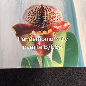 洋蘭　パフィオ　Paph Paphiopedilum Pandemonium ‘Dynamite’ B/CSA