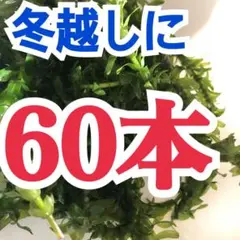 天然　アナカリス　60本　冬の寒さに