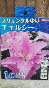 オリエンタル ゆり チェルシー １袋 球根 サカタのタネ 郵便は送料無料 スカシ ユリ