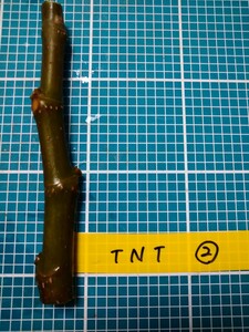 TNT（2いちじく穂木）