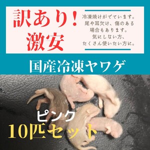 ●売切再入荷無し●訳あり激安！　国産冷凍ヤワゲネズミ　プチラット　ピンク　10匹セット ボールパイソンなどに最適　匂い強い&食べます