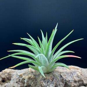 Tillandsia ionantha ‘Monkey Tall’ チランジア イオナンタ モンキーテイル ティランジア