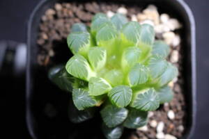 Haworthia / ブラックオブツーサ錦　糊斑　ハオルチア