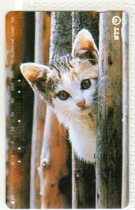 テレフォンカード・ねこ～16（使用済み）猫・ネコ・テレカ