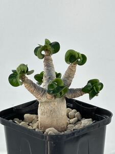 D.H.A (Dorset Horn Adenium) アデニウム アラビカム獅子葉 実生 塊根植物 コーデックス