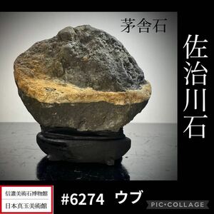 【信濃美術石博物館】水石 佐治川石 ウブ 茅舎石 横13×高12.5×奥行6(cm)940g盆栽骨董盆石古美術鑑賞石観賞石太湖石中国古玩 6274 