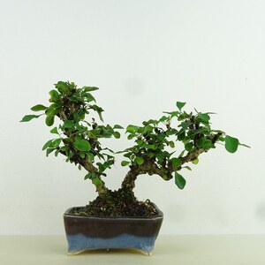 盆栽 目木 樹高 約10cm めぎ Berberis thunbergii メギ メギ科 落葉樹 観賞用 小品 現品