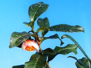 斑入(新葉 カラス葉) 紅花 茶ノ木　Ａ・珍品・花木・山野草