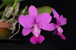 No.362　洋蘭　原種 カトレア 花付　C. walkeriana`Estrela da Colina