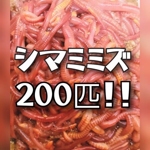 シマミミズ200匹