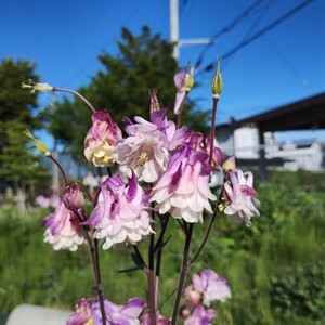 西洋オダマキ 10粒　同梱可能　花の種　種子　秋春蒔き　ふりふり咲き　ピンクペチコート　苧環　おだまき　フリル　桃色　宿根草