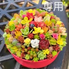 そのまま飾れる多肉植物寄せ植え　管理書付