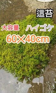 ハイゴケ大容量60×40cmサイズ・苔玉・盆栽・植木周り・テラリウム素材・グランドカバー