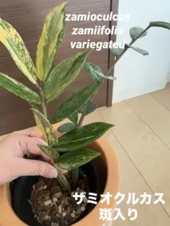 【超希少】zamioculcas zamiifolia variegated