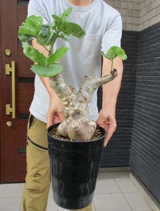 【現品】人気の塊根植物　キフォステンマ　ベティフォルメ　キオステンマ　7号　ｔ３