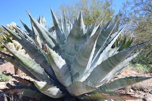 Agave gigantensis アガベ　ギガンテンシス 巨人 種子 50粒