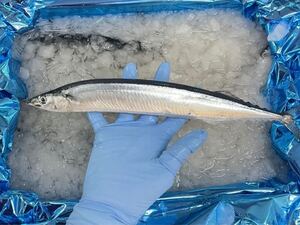 北海道産　生さんま　刺身　塩焼き　煮付け