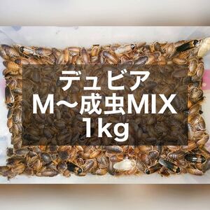 デュビア M〜成虫MIX 1kg 送料無料