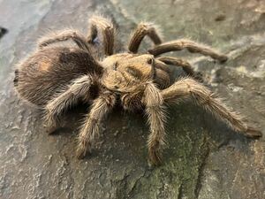 【♀確定】Grammostola sp.North 白コモタランチュラ 体長6cm程 ムカデセンチピードメルラネラカマキリナナフシワラジムシサソリ蜘蛛