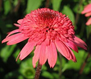 エキナセア　ラズベリートラッフル　花の苗