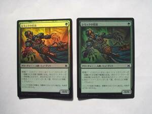 バイン　MTG シミックの信徒/Simic Initiate foil 日本語2枚