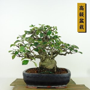 盆栽 花梨 樹高 約21cm かりん 高級盆栽 Pseudocydonia sinensis カリン バラ科 落葉樹 観賞用 現品