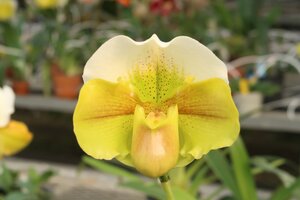 値引再出品！ 洋蘭 パフィオ TA11754 TB17-24 Paph. Amarillo Spots (Emerald Spots 