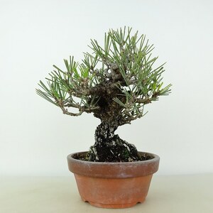 盆栽 松 黒松 錦松 樹高 約16cm にしきまつ Pinus thunbergii ニシキマツ マツ科 常緑針葉樹 観賞用 小品 現品