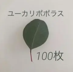 ユーカリポポラスの葉(100枚)