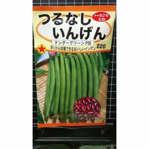 ３袋セット つるなし いんげん テンダーグリーンPB インゲン 種 郵便は送料無料