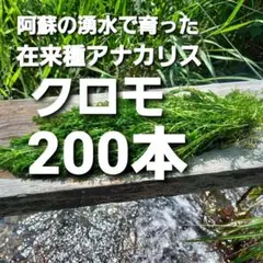 9/23で出品終了　200本以上　クロモ　在来種のアナカリス　日本の水草