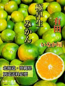 週末セール！和歌山県　有田　みかん　家庭用　セール　柑橘　フルーツ　5キロ　早い者勝ち オレンジ 柑橘 和歌山県 傷あり 家庭用 極早生