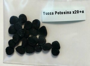 ユッカ ポトシナ 種子 20粒+α Yucca Potosina 20 seeds+α 種