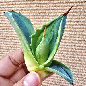 【Lj_plants】Q883 貴重な希少種 多肉植物 アガベ オバティフォリア オルカ 極上斑です 覆輪錦 厳選極美極上株