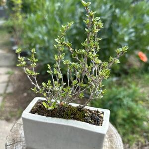 白鳥花　ハクチョウゲ　盆栽