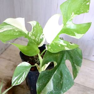 希少　斑入り　姫モンステラ　ペルツーサ　Rhaphidophora tetrasperma variegata