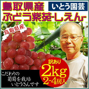 早期送料無料☆即決☆鳥取ブドウ 紫苑(しえん)鳥取県産】11月上中旬～予約順に出荷【常温】2-4房入で1箱約2kg】ぶどうシャインマスカット梨