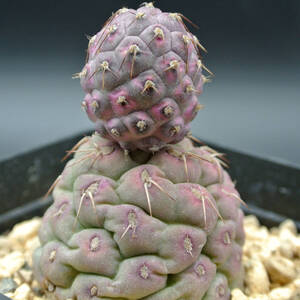 テフロカクタス ゲオメトリクス 斑入り　Tephrocactus geometricus　