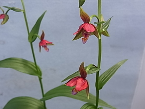 赤花カキラン「加賀の緋」　１芽①