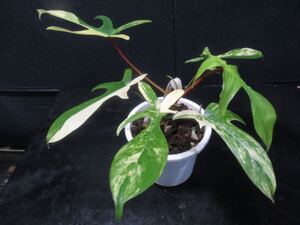 ＫＮ　１円！　フィロデンドロン　ハイブリッド　‘フロリダ　ビューティー‘（PHILODENDRON hybrid `FLORIDA BEAUTY`）　　0.8Ｍ以下