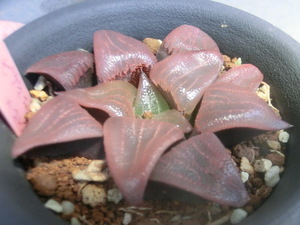 多肉植物 ハオルチア ピグマエア コンプトニアナ 交配種 （２） ハオルシア 【Haworthia】