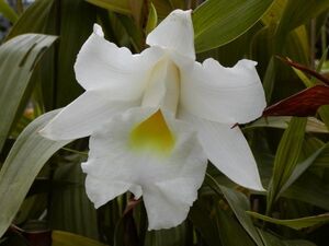 ◎洋蘭◎ Sobralia. macrantha. alba